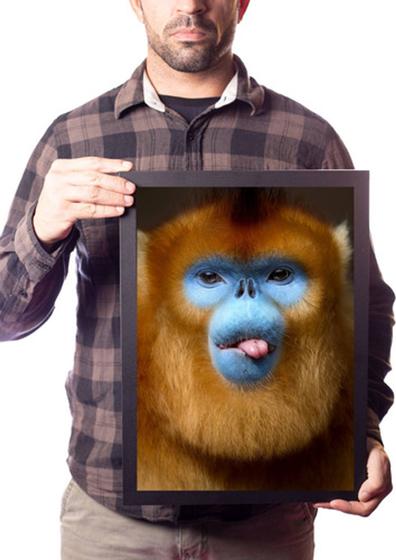 Imagem de Quadro Macaco Dourado Animal Selvagem Decoração Sala