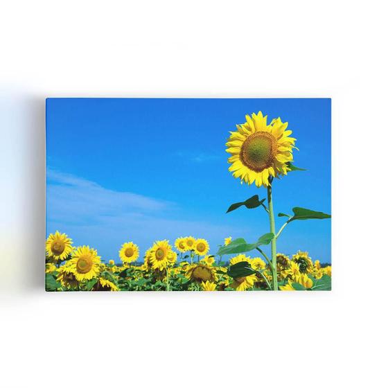 Imagem de Quadro Plantação Girassol Céu Azul Flor Canvas 60X40Cm