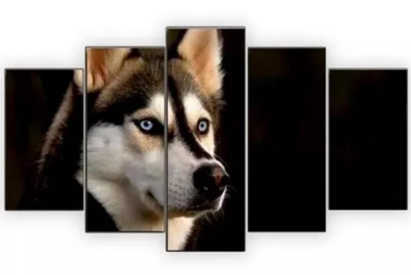 Imagem de Quadros Decorativos Husky Siberiano "