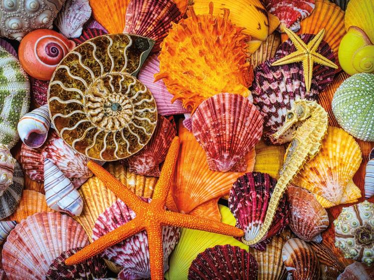 Imagem de Quebra-cabeça Ceaco Sensory Starfish and Shells 750 peças