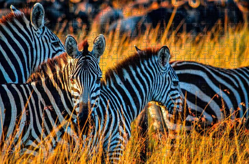 Imagem de Quebra-Cabeça Cognitivo Zebras da Savana 300 peças