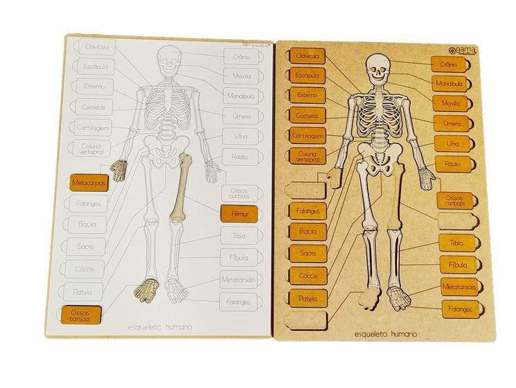 Imagem de Quebra-cabeças Esqueleto Humano Sistema Reprodutor Masculino 21x30cm