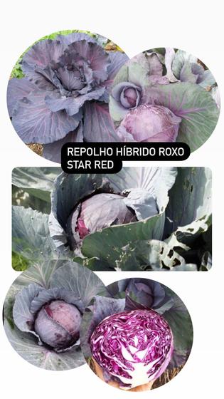 Imagem de Repolho Hibrido Roxo Star Red - 10 gramas de Sementes