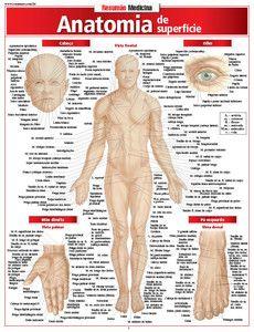 Imagem de Resumao anatomia de superficie