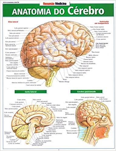 Imagem de RESUMãO - ANATOMIA DO CéREBRO