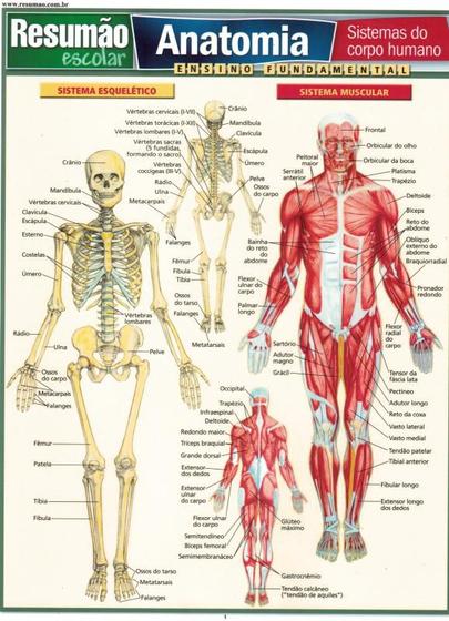 Imagem de Resumao - anatomia - sistemas do corpo humano