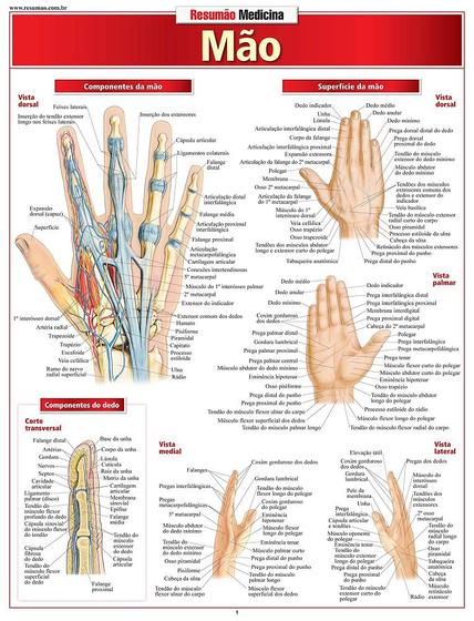 Imagem de Resumao Medicina - Mao - Bf&a - BFA