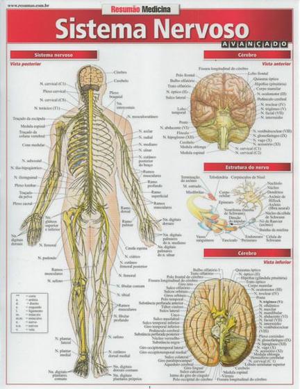 Imagem de Resumao Medicina - Sistema Nervoso Avancado