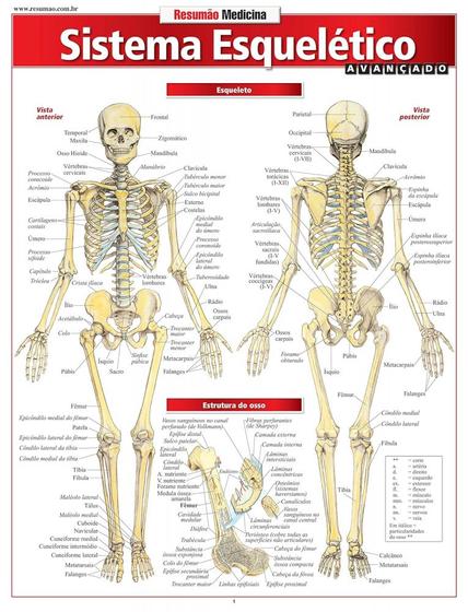 Imagem de Resumão - sistema esquelético avançado