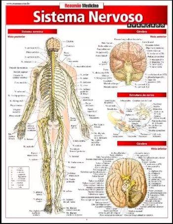Imagem de Resumao -  sistema nervoso avancado