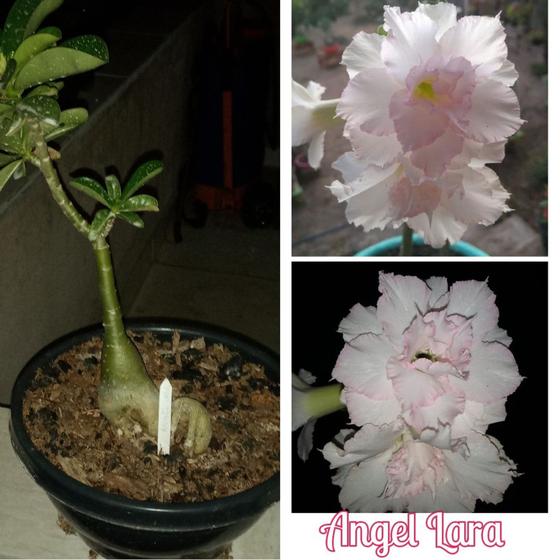 Rosa do Deserto ANGEL LARA - Enxerto - Emporium da Adenium - Planta e Flor  Natural - Magazine Luiza