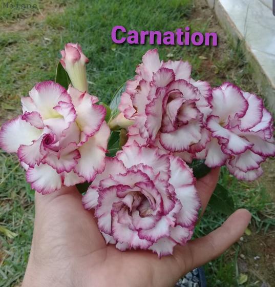 Rosa do deserto Carnation - SUZANA MENDES ROSAS DO DESERTO - Planta e Flor  Natural - Magazine Luiza