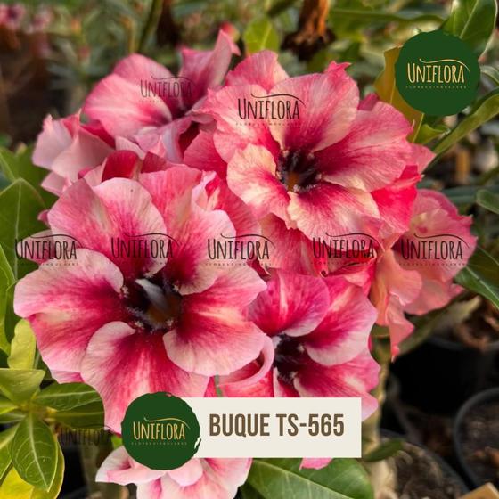 Imagem de ROSA DO DESERTO cor de rosa BUQUE DOBRADO TS565