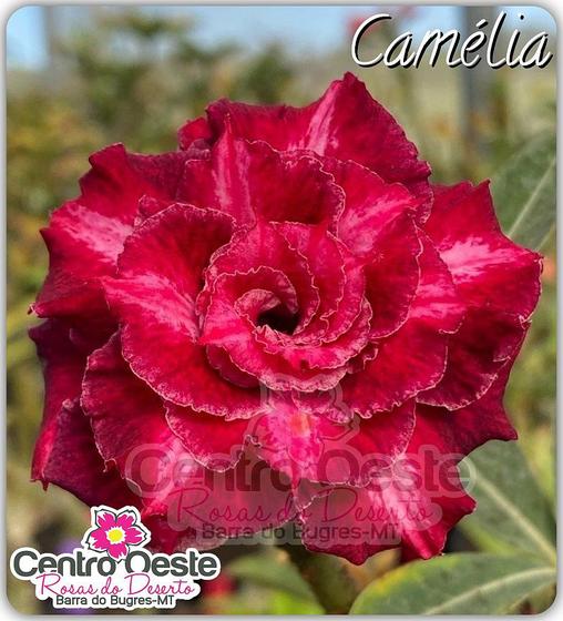 Imagem de Rosa do Deserto Enxerto - CAMÉLIA