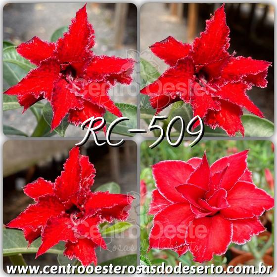 Rosa do Deserto Enxerto - Cherry Red (RC-509) - Centro Oeste Rosas do  Deserto - Plantas Naturais - Magazine Luiza