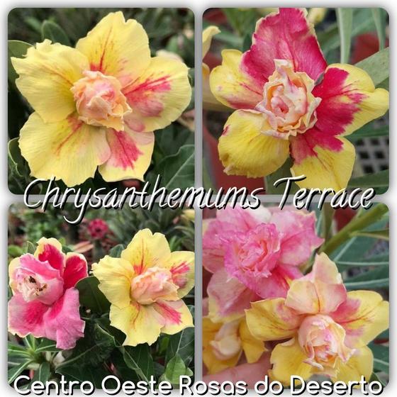 Rosa do Deserto Enxerto - Chrysanthemuns Terrace (RC93) - Centro Oeste Rosas  do Deserto - Planta e Flor Natural - Magazine Luiza
