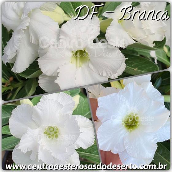 Rosa do Deserto Enxerto - DF Branca - Cuia 21 - Estância Vitória - Planta e Flor  Natural - Magazine Luiza
