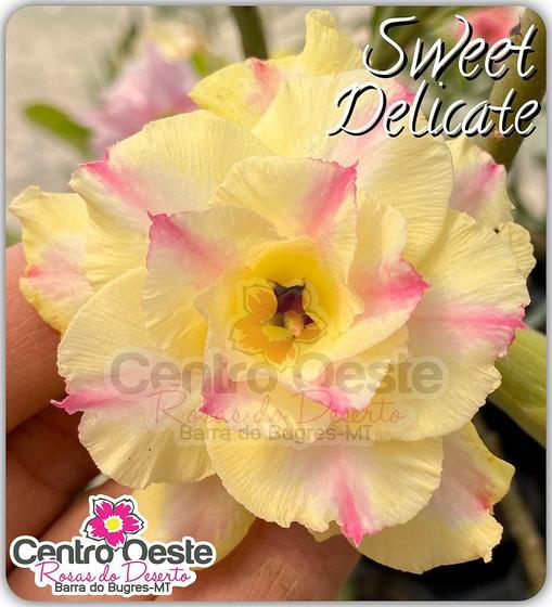 Imagem de Rosa do Deserto Enxerto - Sweet Delicate