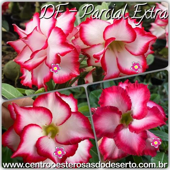 Rosa do Deserto Muda de Enxerto - DF Parcial Extra - Flor Dobrada - Cuia 21  - Estância Vitória - Muda - Magazine Luiza