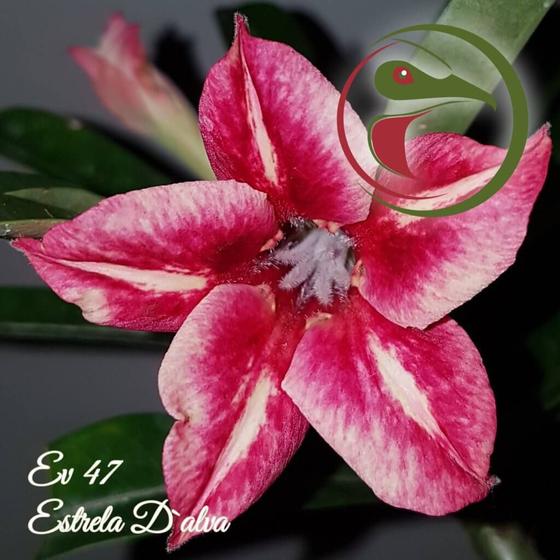 Rosa do Deserto Muda de Enxerto - EV-047 - Estrela D'Alva - Flor Simples -  Estância Vitória - Plantas Naturais - Magazine Luiza
