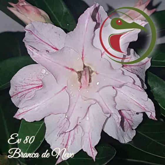 Rosa do Deserto Muda de Enxerto - EV-080 - Branca de Neve - Flor Dobrada -  Estância Vitória - Planta e Flor Natural - Magazine Luiza