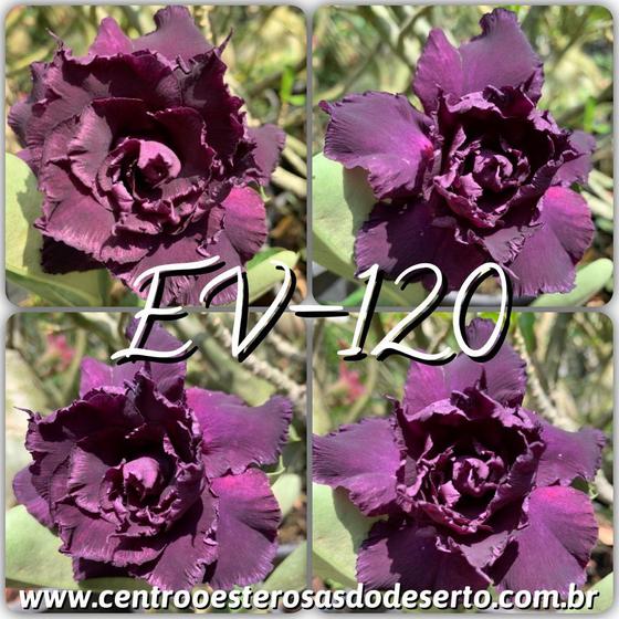 Imagem de Rosa do Deserto Muda de Enxerto - EV-120 - Flor Tripla