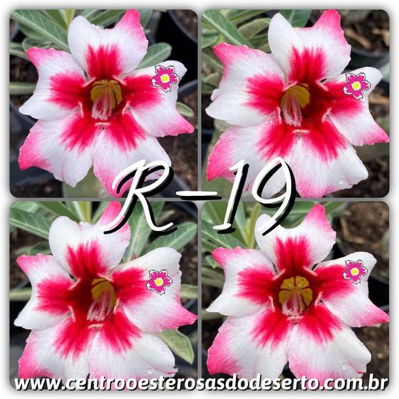Rosa do Deserto Muda de Enxerto - R-19 - Flor Simples - Centro Oeste Rosas  do Deserto - Plantas Naturais - Magazine Luiza