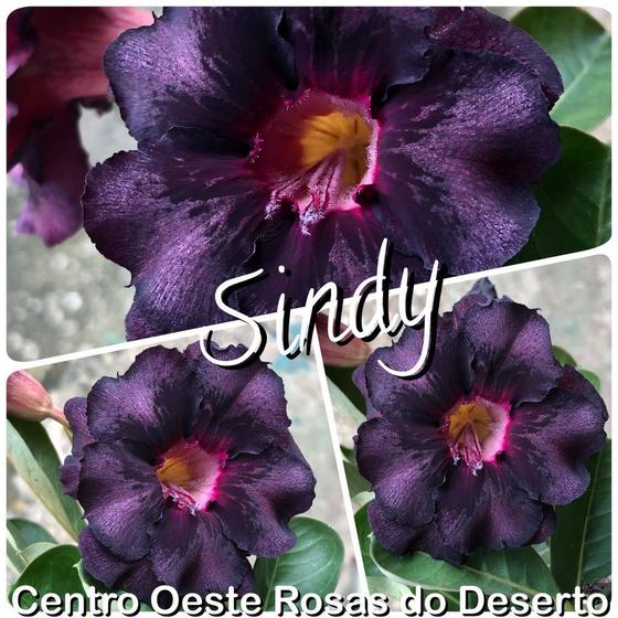 Rosa do Deserto Muda de Enxerto - Sindy - Flor Roxa - Centro Oeste Rosas do  Deserto - Plantas Naturais - Magazine Luiza