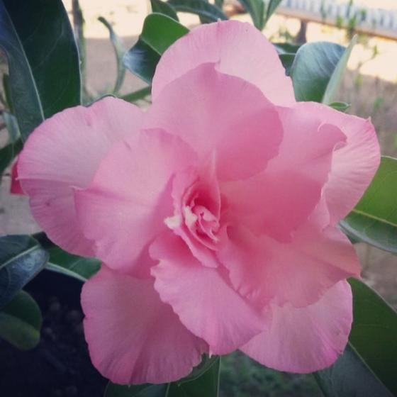 Rosa do Deserto PATHUMA - Emporium da Adenium - Planta e Flor Natural -  Magazine Luiza