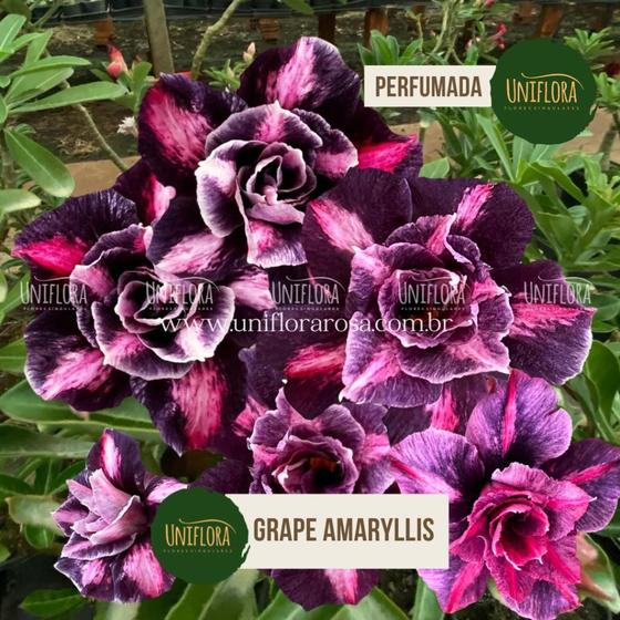 Imagem de Rosa do Deserto roxa dobrada Grape Amarilys Perfumada