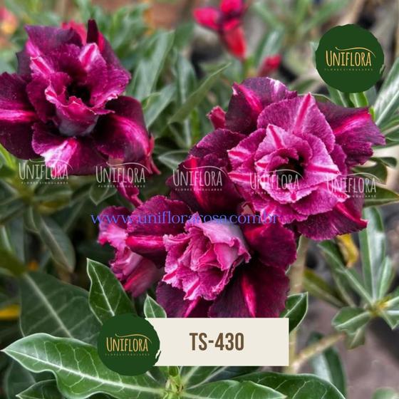 Imagem de Rosa do Deserto Roxa DOBRADA TS430
