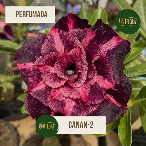 Imagem de Rosa do deserto ROXA FLOR TRIPLA E PERFUMADA CANAN 2