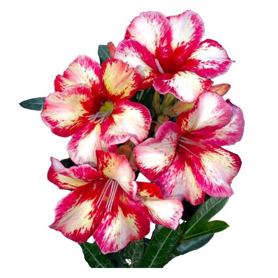 Rosa do deserto rt-18 flor grande - UNIFLORA - Planta e Flor Natural -  Magazine Luiza