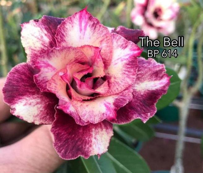 Imagem de Rosa do deserto The Bell perfumada