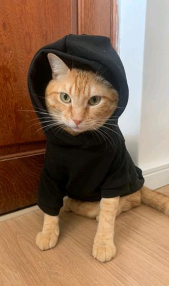 Roupas de Frio cachorro casaquinho para Dog Raças Pequenas médio porte Menor preço em Roupas de Frio cachorro casaquinho para Dog Raças Pequenas médio porte