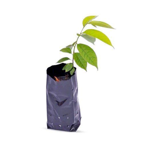 Saco Saquinho Plástico Para Mudas 15 X 25 4000 Unidades Menor preço em Saco Saquinho Plástico Para Mudas 15 X 25 4000 Unidades