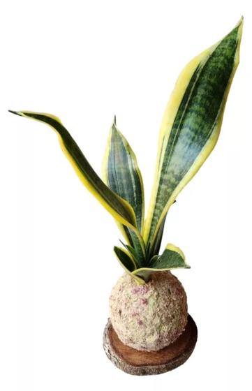 Imagem de Santa Bárbara planta natural na kokedama