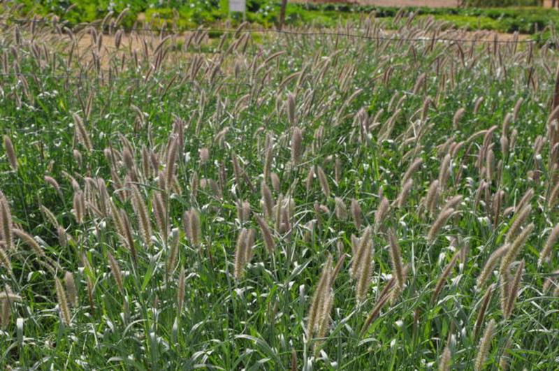 Semente De Capim Buffel Biloela Nutripasto 8Kg Alta Qualidade E