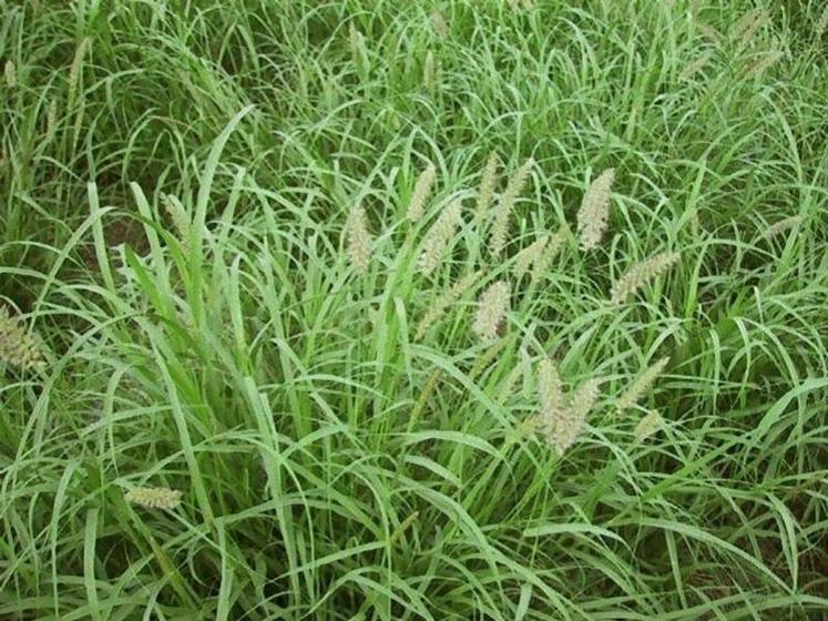 Imagem de Semente De capim Buffel Grass Nutripasto - 8Kg - Ótima Germinação C/ Alta qualidade Em Pastagens!