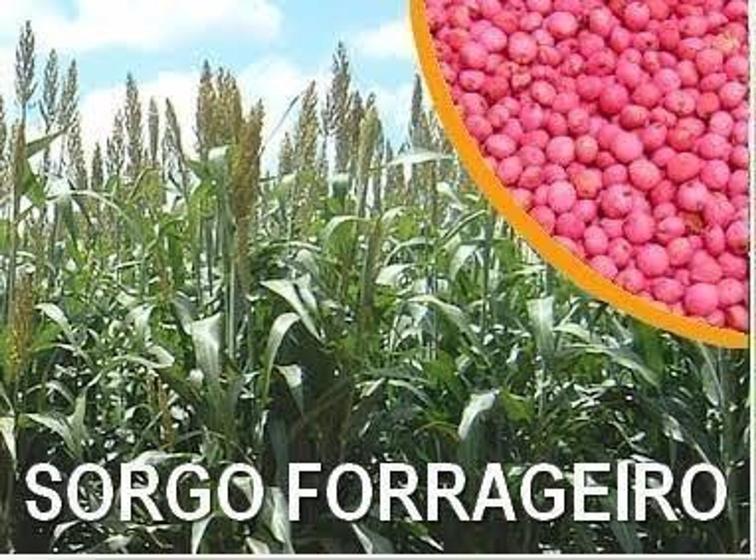 Imagem de SEMENTE DE SORGO FORRAGEIRO NUTRIPASTO - SACO C/ 20Kg - ALTA QUALIDADE C/ ÓTIMA GERMINAÇÃO!!!