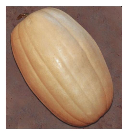 Imagem de Sementes de Abobora Ester Envelope C/ 1grama