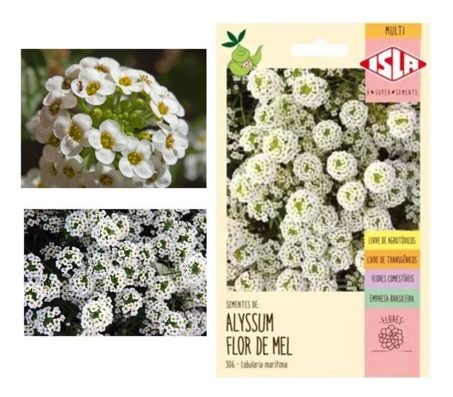 Imagem de Sementes de Alyssum Flor de Mel Env c/300mg de Sementes