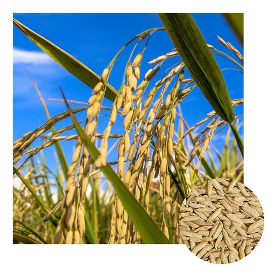 Imagem de Sementes De Arroz Sequeiro Brs 502 - 500g