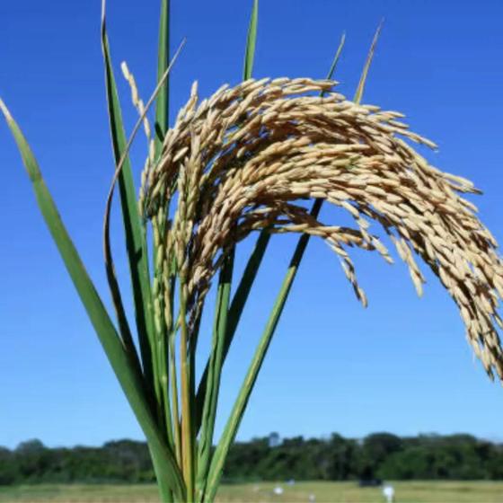 Imagem de Sementes De  Arroz Sequeiro BRS A502 - 20 Kg