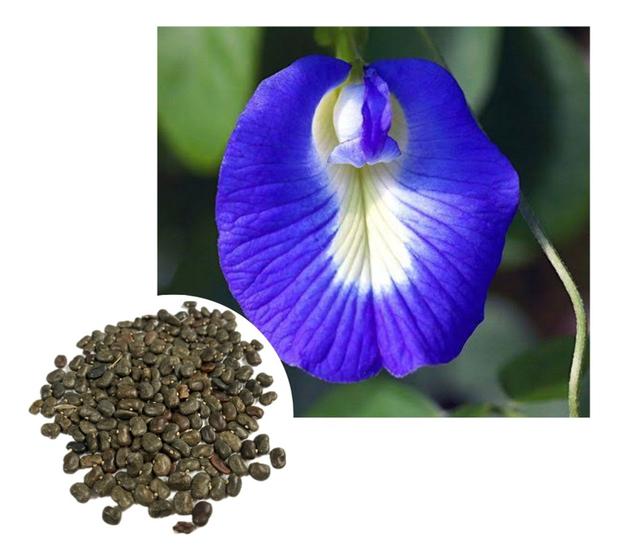 Imagem de Sementes de Ervilha Azul/ Clitoria Ternatea - 20gr