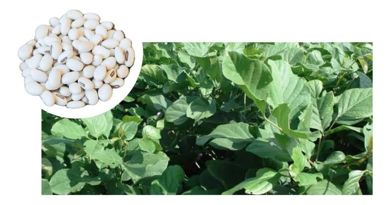 Imagem de Sementes de Feijao de Porco P/ Plantio Pac C/ 4kg