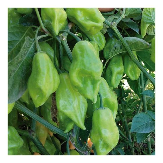 Imagem de Sementes de Pimenta de Cheiro Acemira - 50gr