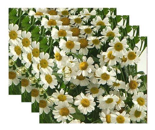Sementes Flores Para Mudas Crisântemo Branco - 20 Env - TOPSEED - Sementes  - Magazine Luiza