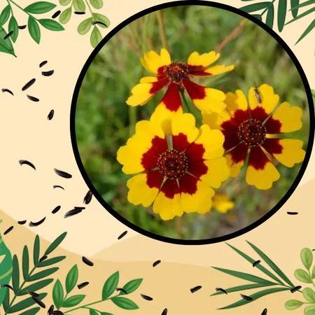 Sementes S22 Coreopsis Margaridinha Elegant Sortido Flores Vibrantes e Duradouras Seu Jardim - Taiwan Collection