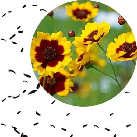 Sementes S22 Coreopsis Margaridinha Elegant Sortido Flores Vibrantes e Duradouras Seu Jardim - Taiwan Collection